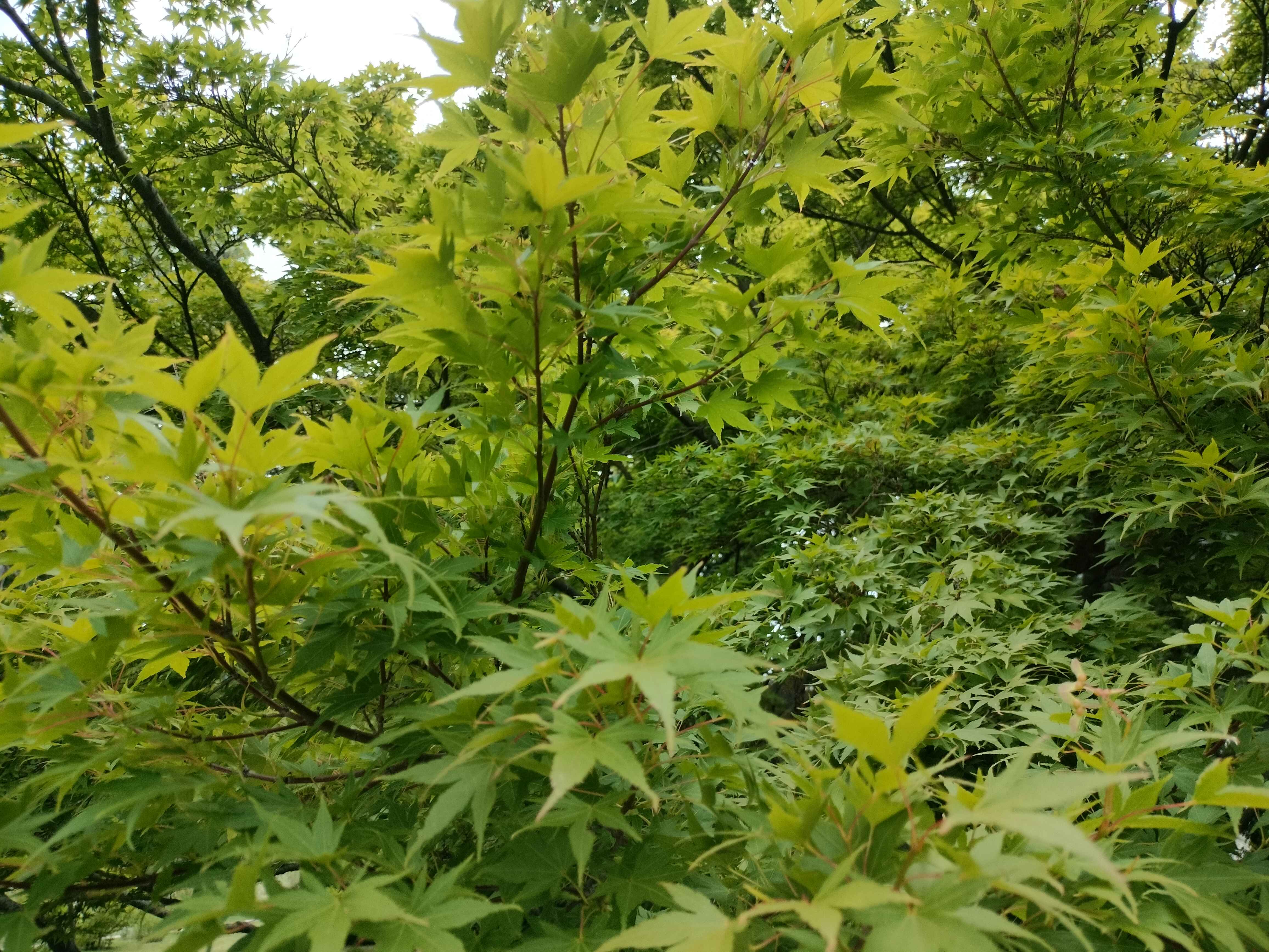 Maple Tree Close Up